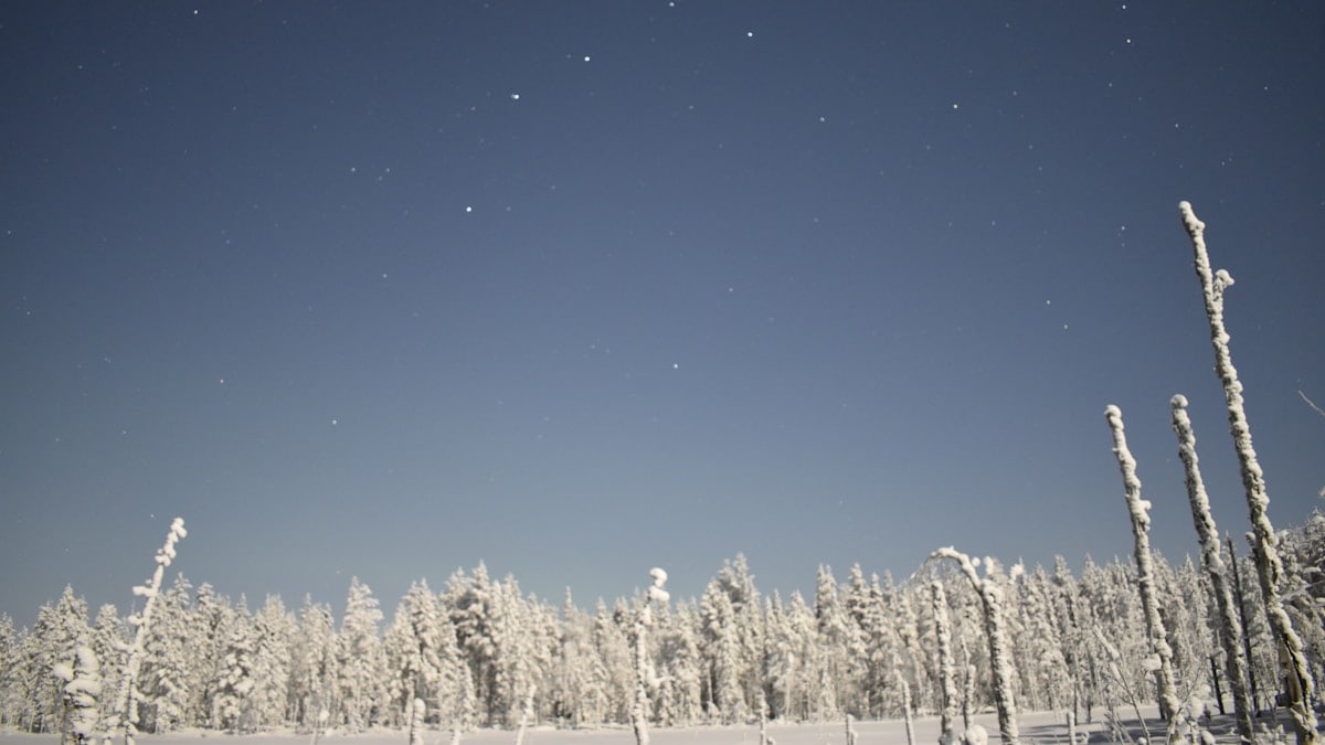 snow covered trees under blue sky during daytime